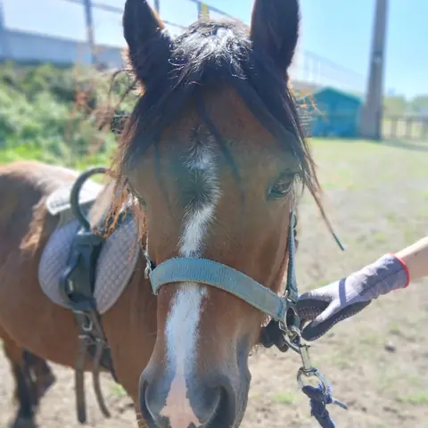 Braunes Pony mit weißer Blesse und hellblauem Halfter schaut in die Kamera